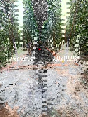 Chính chủ bán 7000m đất tại khu dân cư