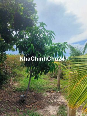 Chính chủ cần bán 12000m2 đất trồng cây lâu năm