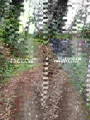 chính chủ bán đất ở hoàn toàn nở hậu tại đại xuân hành thuận