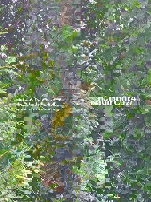 Chính chủ cần bán gấp