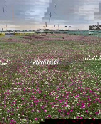 Chính chủ bán 3 lô đất cách biển Tân Điền 800M.SHR.DT 130m2.Full Thổ