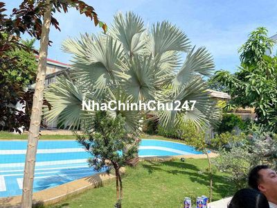 🔥🕌 Chủ giảm 10tỷ từ 35ty xuống còn 25ty bán gấp trước tết Biệt Thự 100