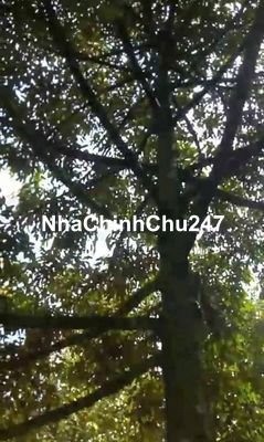 Vườn sầu riêng 7 sào chủ cần bán gấp giá 120tr