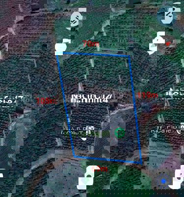 CHÍNH CHỦ CẦN BÁN: 8.2 SÀO RẪY CÀ PHÊ ĐẸP – ĐƯỜNG BÊ TÔNG