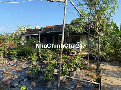 Chính chủ cần bán 11 công đất trồng cây lâu năm Chợ Lách , Bến Tre