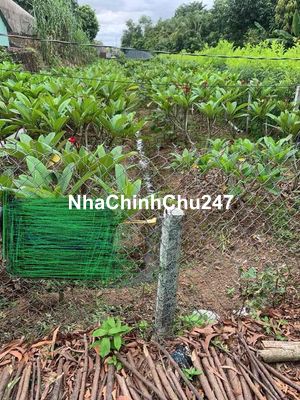 đất nền chính chủ cần bán gấp