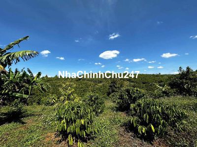 Đất 1100m2 Lộc An Bảo Lộc chính chủ, cách QL20 2km