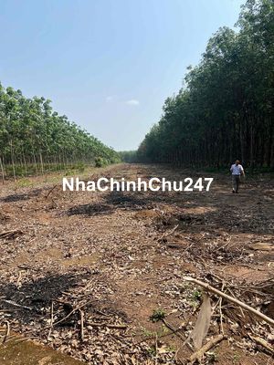 1 lô đất chính chủ giá hữu nghị