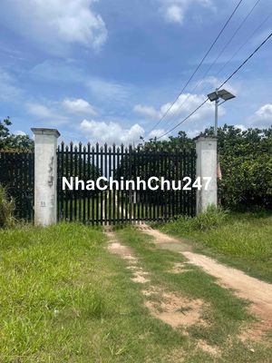 Chủ kẹt tiền cần bán nhanh vườn bưởi 140tr