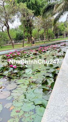 chính chủ bán 4 hecta cafe, cao su và điều đang thu hoạch 1ty/1 hecta