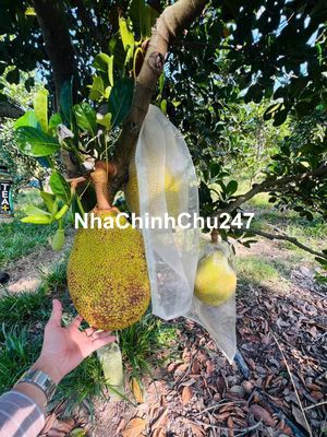 CHỦ GỬI 1,6HA ĐẤT VƯỜN CÓ SẴN CÂY ĂN TRÁI TRÊN ĐẤT