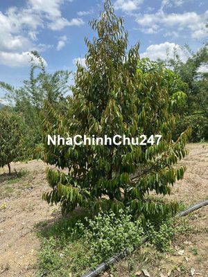 CHÍNH CHỦ BÁN ĐẤT VIEW SUỐI ĐẸP – ĐẠ HUOAI, LÂM ĐỒNG