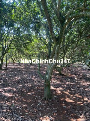 Chủ Kẹt Tiền cần Bán Gấp