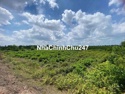 CHÍNH CHỦ CẦN BÁN ĐẤT MẶT TIỀN SÔNG