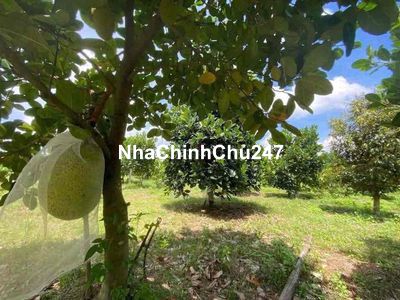 Chủ cần tiền Bán gấp miếng vườn mít