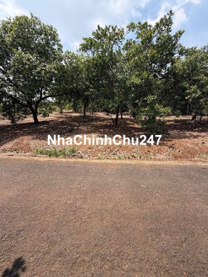 Chủ bán lỗ lô đất 5379.3m2 sẵn 300 thổ cư 53m mặt tiền, dân đông