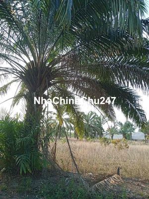 Cần bán lô đất sổ hồng riêng – chính chủ gửi bán