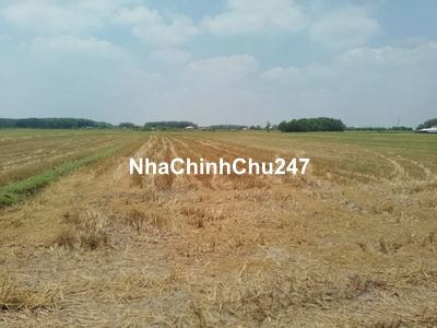 CHỦ CẦN TIỀN BÁN GẤP LÔ ĐẤT LÚA TRẢNG BÀNG TÂY NINH