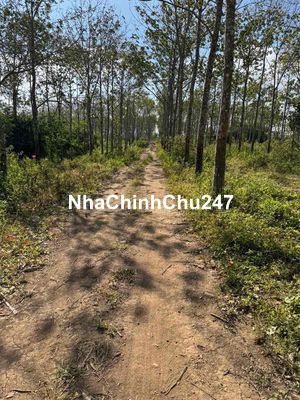 1ha (10.000m2 ) giá chỉ 3xx cần bán gấp đất