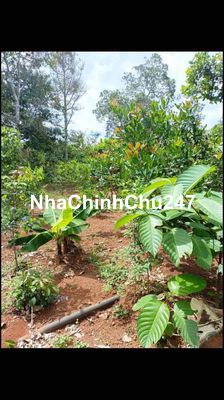 CHỦ CẦN BÁN GẤP 6100m2 ĐẤT ĐANG THU HOẠCH SẦU RIÊNG – CÓ SUỐI MÁT RƯỢ