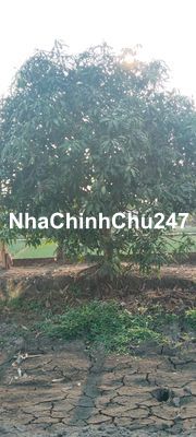 BÁN ĐẤT VƯỜN CHÍNH CHỦ