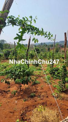 đất chính chủ cần bán