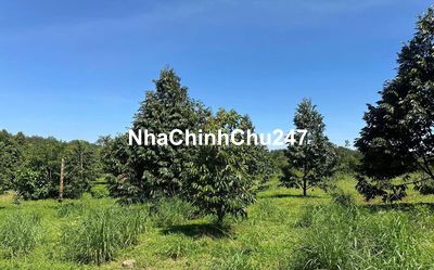 chủ cần bán nhanh miếng vườn sầu riêng đang cho trái giá ngộp
