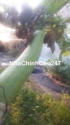 Chính chủ cần bán 2 lô đất nằm khu vực Đức Hoà Long An