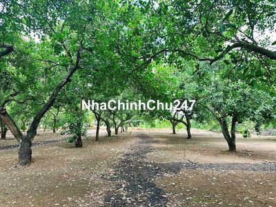 chính chủ cần bán nhanh miếng đất có vườn điều giá rẽ ngộp