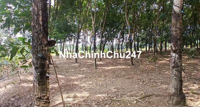 NGAY CHỦ BÁN ĐẤT CÓ VƯỜN CAO SU. GẤP