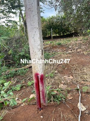 Chính chủ bán đất đườngnhựa ThịTrấn Kim Long,Bà Rịa Vũng Tàu, DT 280m2