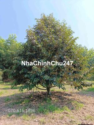 CHỦ CẦN TIỀN BÁN MẢNH NHÀ VƯỜN GIÁ NGỘP