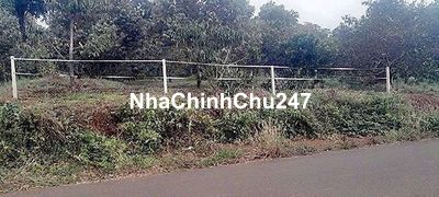 chủ làm ăn xa bán lỗ vườn cây ăn trái 1000m2 giá 90tr
