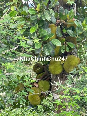 chính chủ bán 2000 m2 có 400m2 đất ở , Nhà gỗ 3 gian  đầy đủ tiên ích.