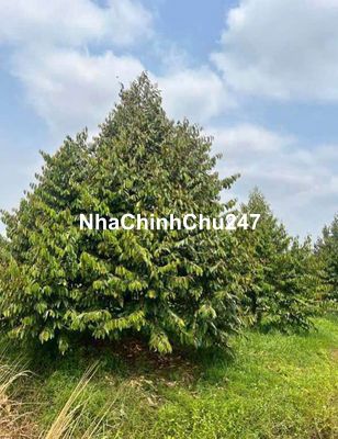 CHỦ BÁN 1050M2 Vườn Sầu Riêng- Tx.CHơn Thành, BP cũ