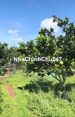 Chủ kẹt cần bán gấp Đất vườn có sổ sẵn thổ cư