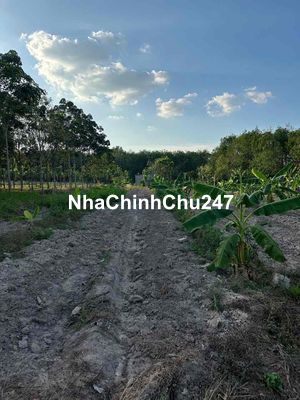 bán đất nền minh thạnh chính chủ 5x63