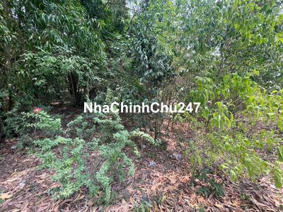 CHÍNH CHỦ BÁN ĐẤT TÂN THÀNH 36 – 408m² – ĐƯỜNG NHỰA ĐẸP