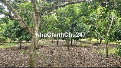 Chủ cần bán gấp đất vườn