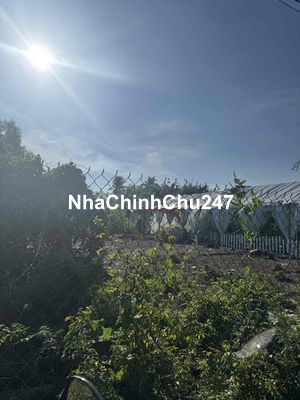 Bán 115m2 Đất thổ cư chính chủ Tại Phước Lý, Cần Giuộc mặt tiền hẻm