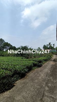 Đất mặt đường liên xã 950m2, MT13m, lô góc, chính chủ