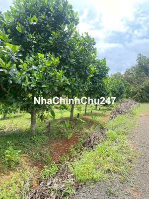 chủ cần bán miếng vườn trái cây giá ngộp