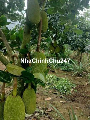 cần tiền làm ăn chủ cần bán miếng đất vườn hơn 3600m2