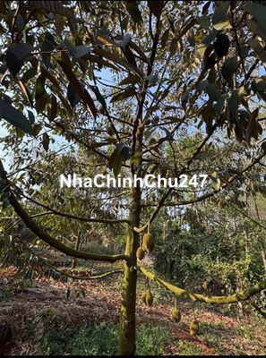 chủ cần bán nhanh vườn trái cây giá ngộp