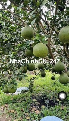 Chủ cần bán gấp vườn bưởi da xanh S: 3700m2 giá 350tr sổ sẵn