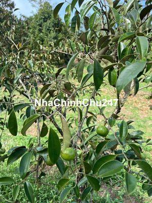 Chú Duy cần sang mảnh vườn 1656m2 đang sẵn cây ăn trái giá 650TR