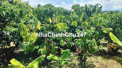 Chú Sáu ngộp quá cần bán miếng đất vườn
