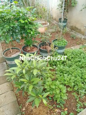 Bán đất 60 D3, Tăng Nhơn Phú, 105m2, chính chủ