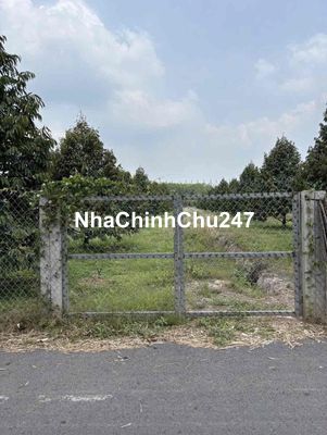Chủ hạ giá bán nhanh vườn sầu riêng hơn 1000m2