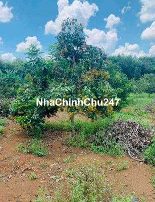 chủ bể nợ bán vườn tặng nhà cấp 4. 3500m2 chỉ 500tr sang tên!